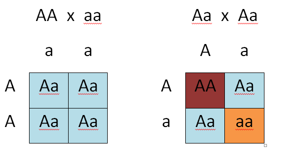 Aa X Aa