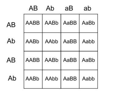 Aabb X Aabb