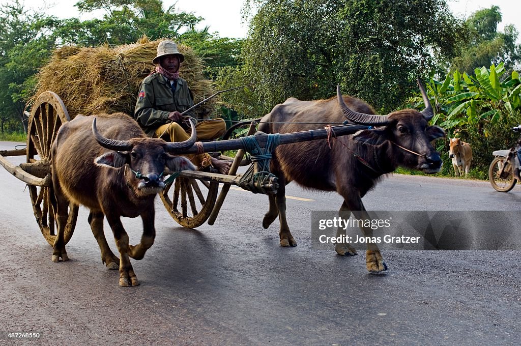 Buffalo Drawn Cart