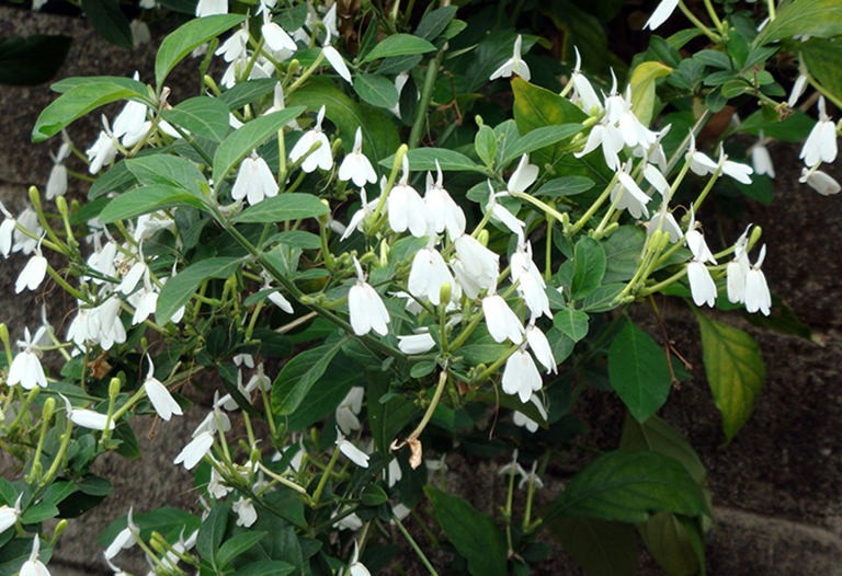 Cây Kiến Càng