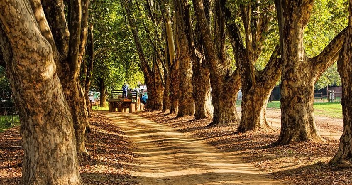 Cây Tiêu Huyền