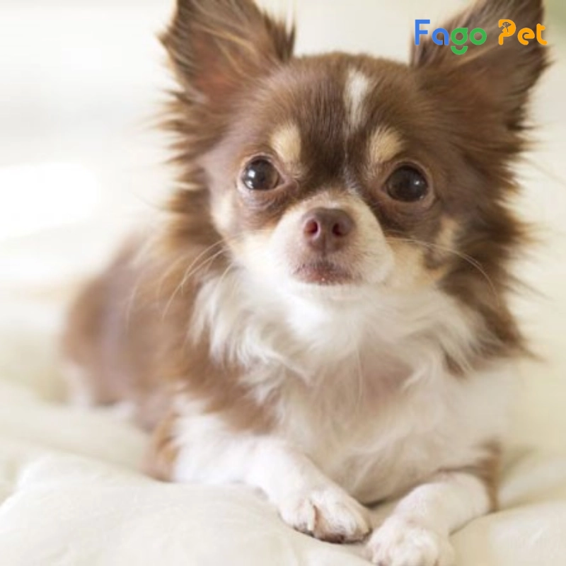Chihuahua Lông Dài