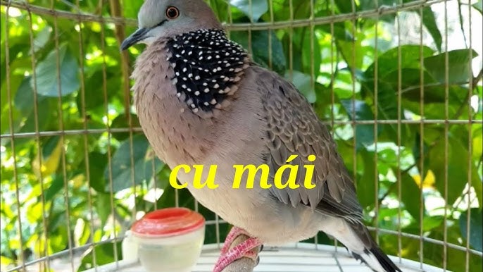 Cu Gáy Mái