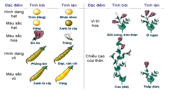 Dòng Thuần Là
