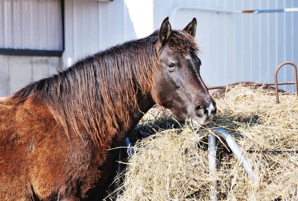 Eating Hay Eatting