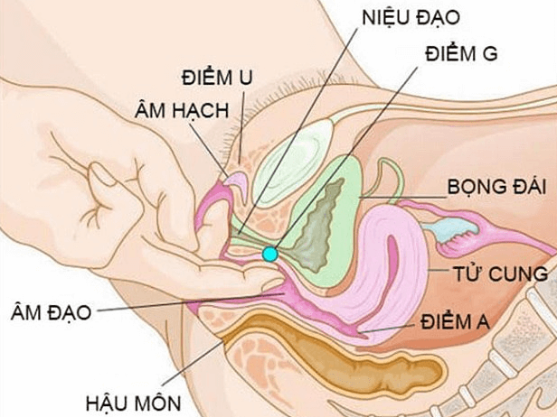 G Là Gì