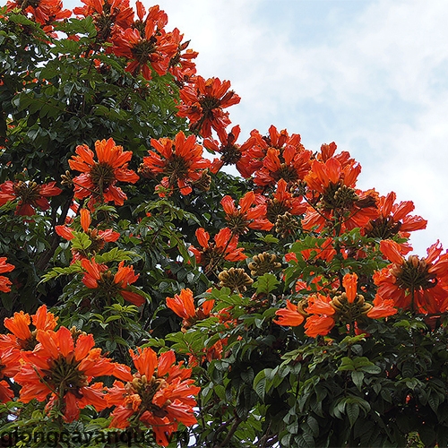 Hoa Phượng Hoàng