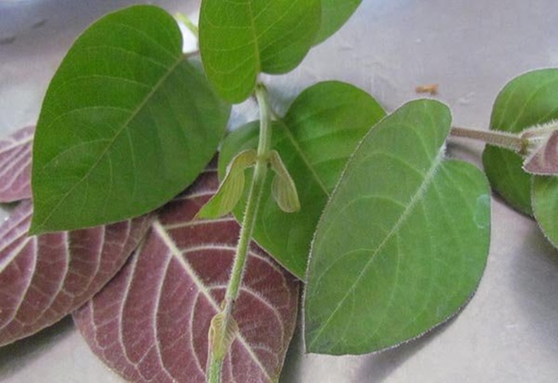 Lá Thúi địch