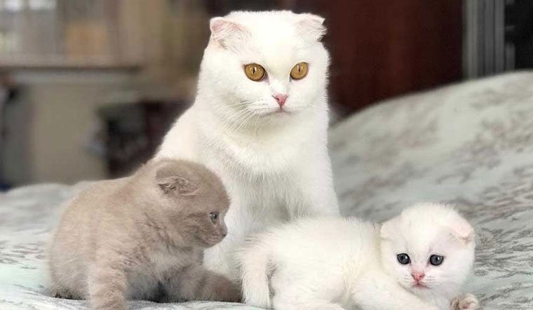 Mèo Của Anh