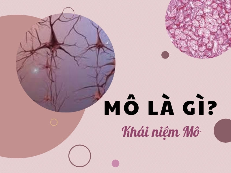 Mô Là Gì