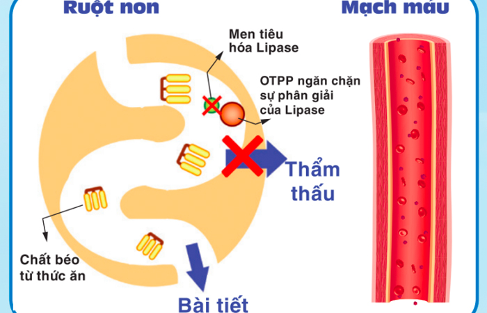 Otpp Là Gì