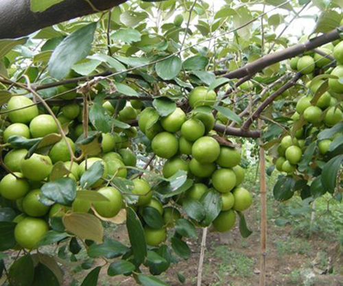 Quả Táo Nhỏ