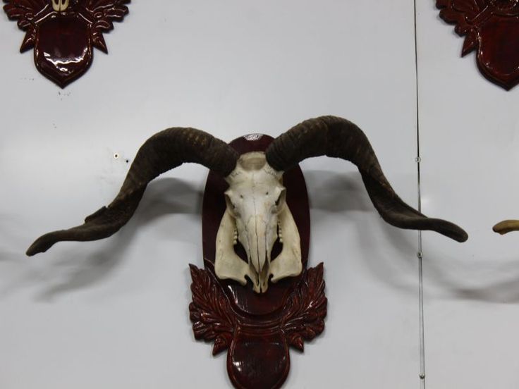 Sừng Dê Núi