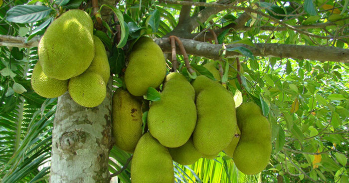 Tả Cây Mít