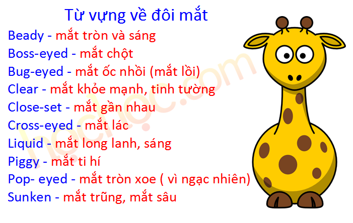 Tả đôi Mắt