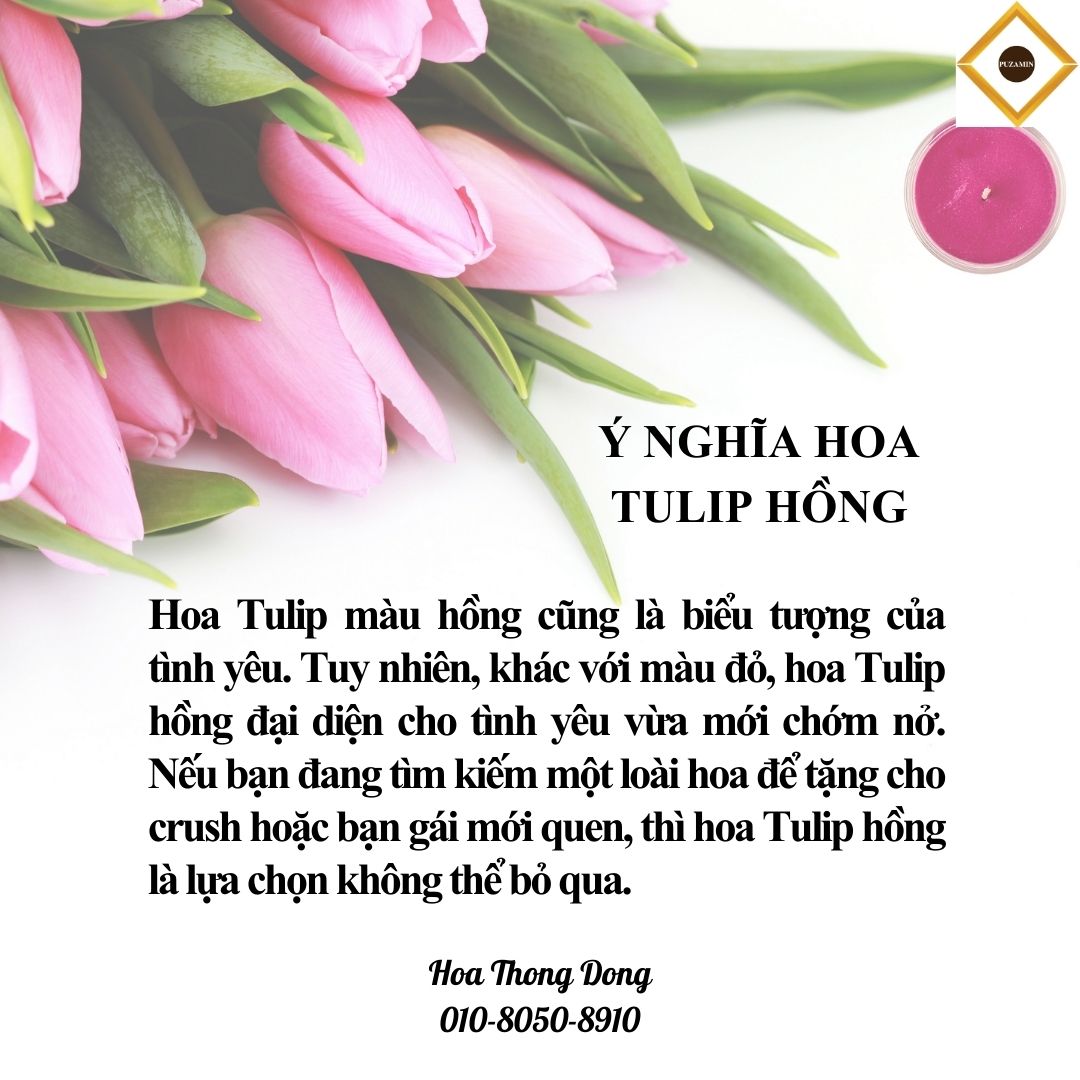 Tả Hoa Tulip