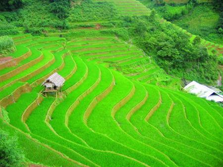 Xanh Mơn Mởn