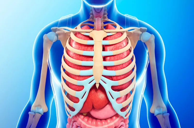 Xương Sườn Mềm